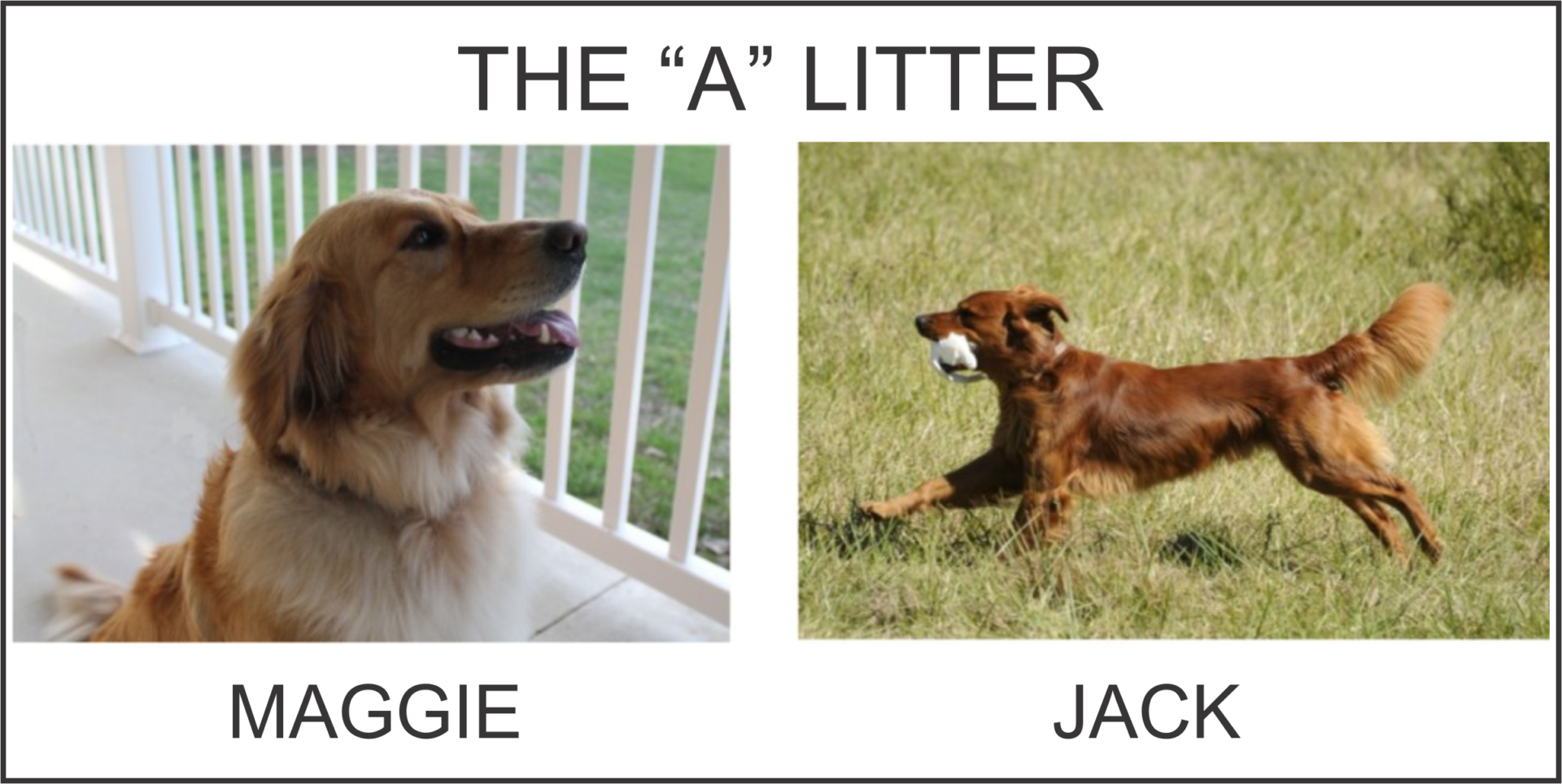 THE a LITTER IMAGE