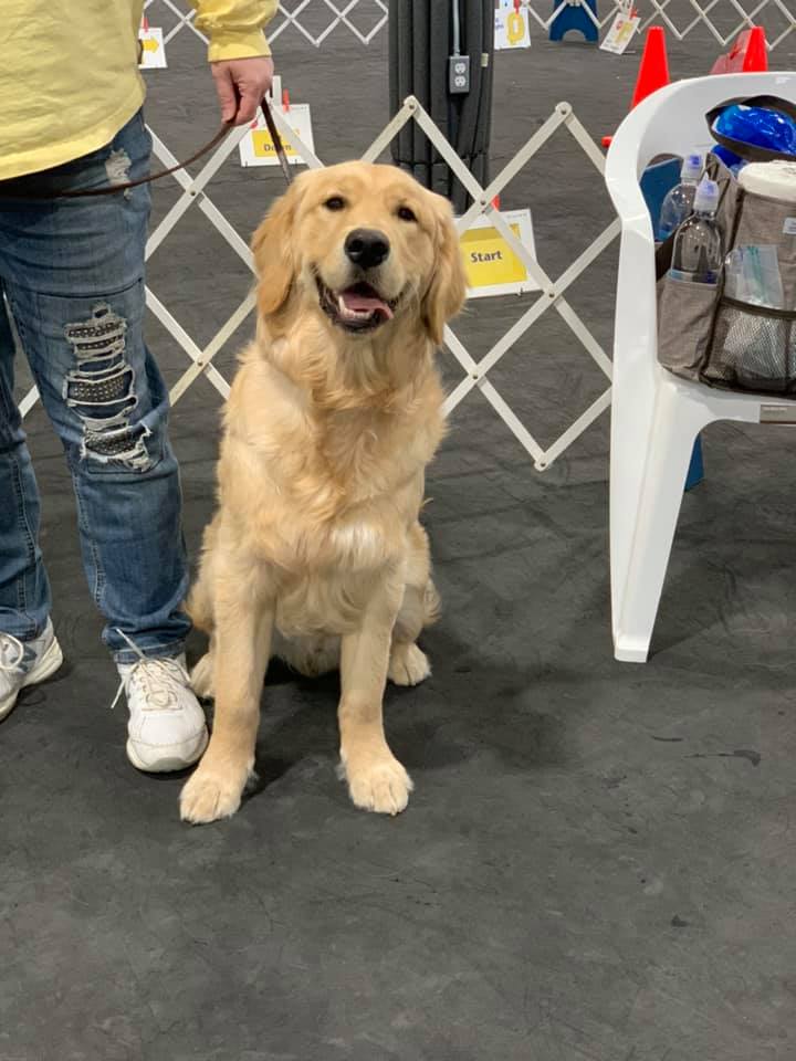 AKC-obedience-retriever