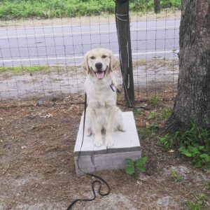 obedience training