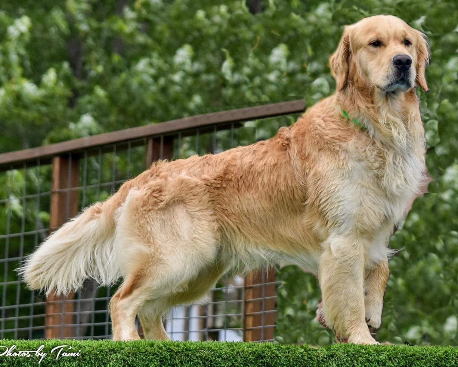 Obi golden retriever stud dog