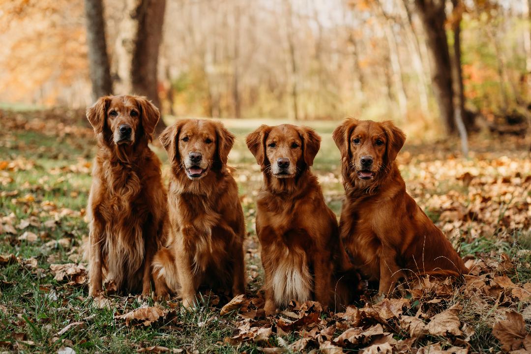Grapevine Goldens Proud to be recognized as an AKC Breeder of Merit