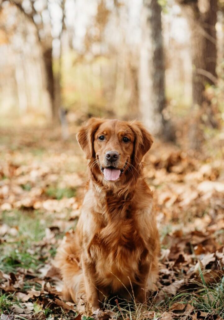 Esme, Golden Retriever bred at https://grapevinegoldens.com/