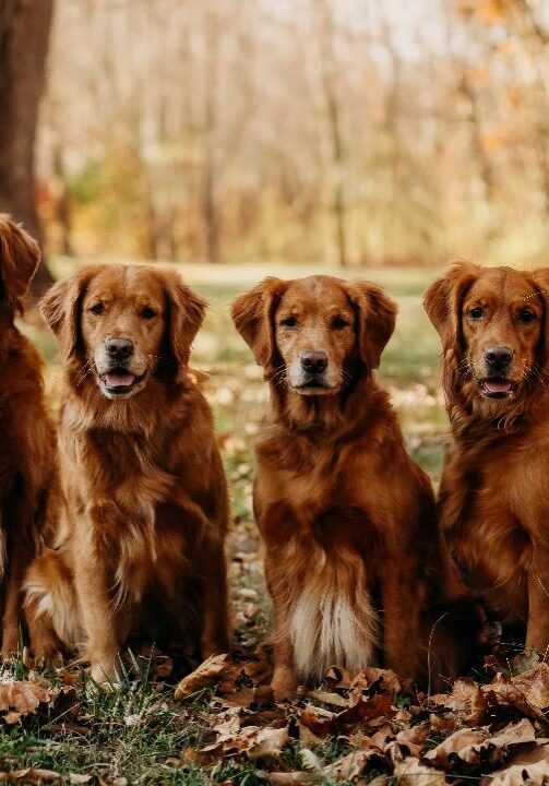 Grapevine Goldens Proud to be recognized as an AKC Breeder of Merit